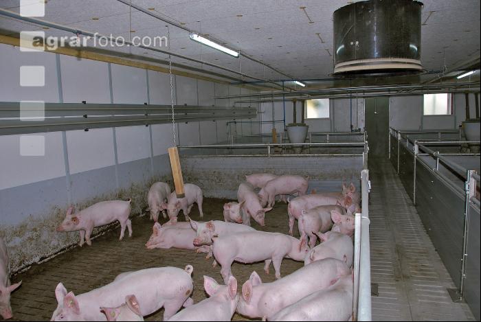 Edelschwein Stall 4