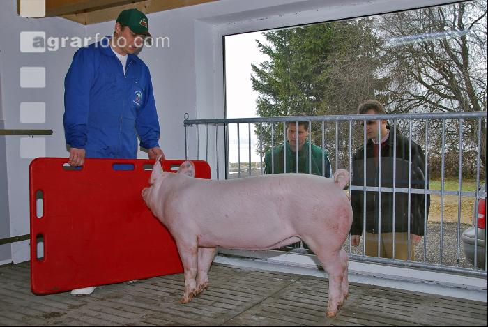 Sauen vorführen 2
