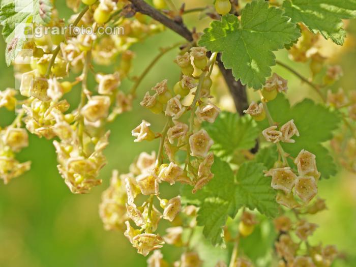 Ribisel Blüte 5