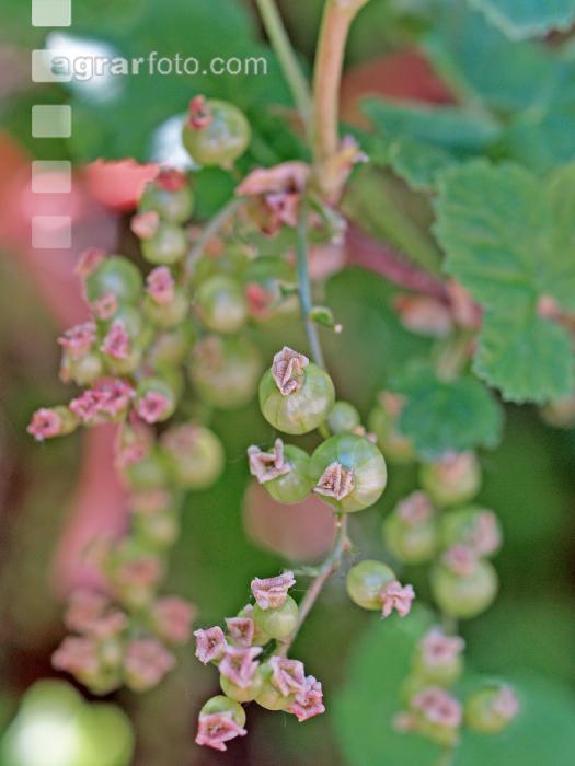 Johannisbeere unreif 1