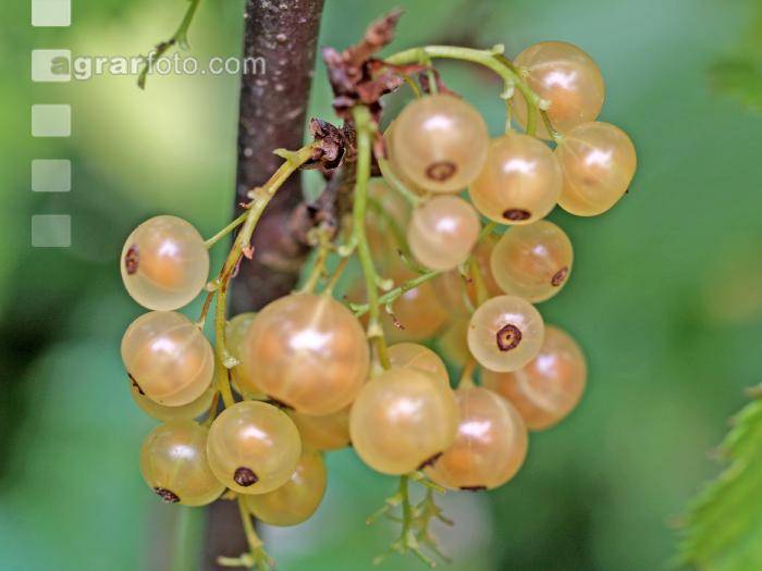 Johannisbeere weiß 1