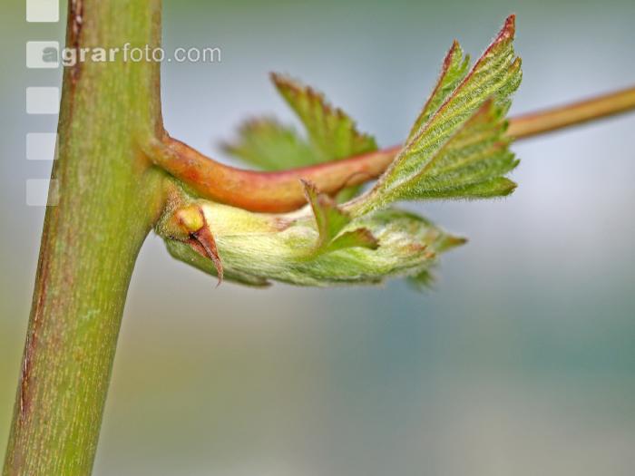 Brombeere Trieb 