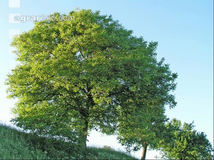 Walnuss Baum 1