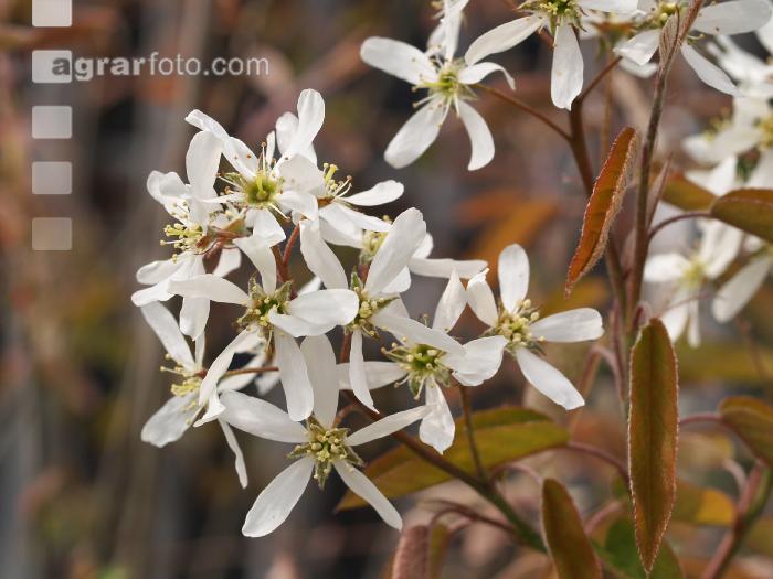 Felsenbirne Blüte 3