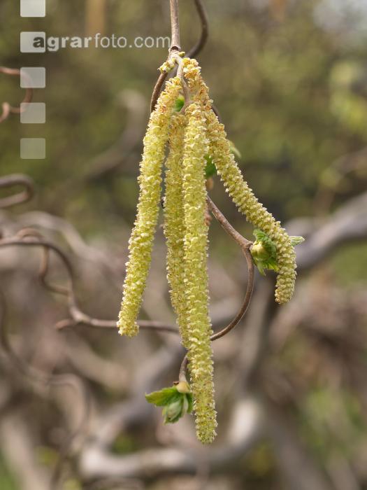 Haselnuß Blüte 2