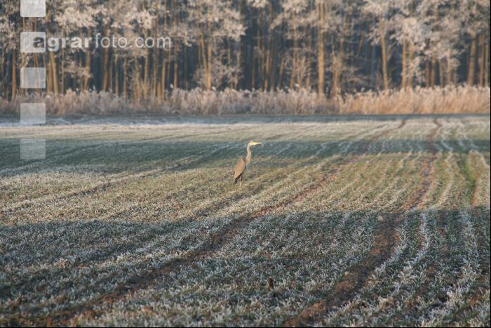 Graureiher Winter J 1