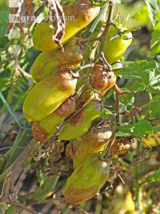 Tomaten Krautfäule 3