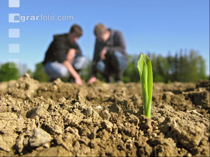Mais 1 Blatt 7
