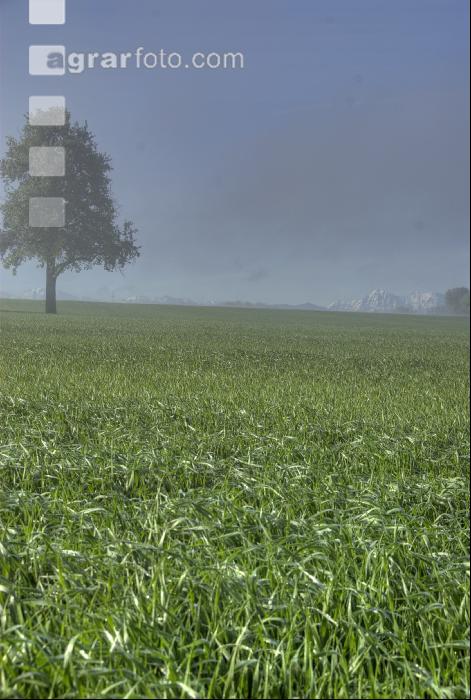 Nebelschwaden 21