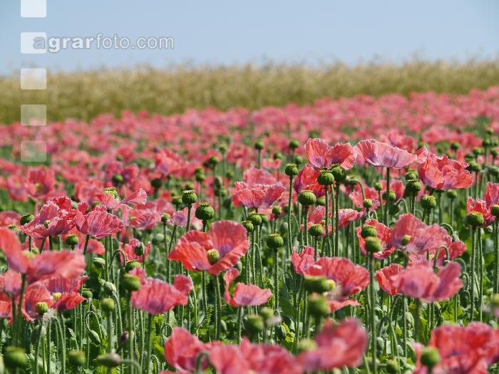 Waldviertel Graumohn 33