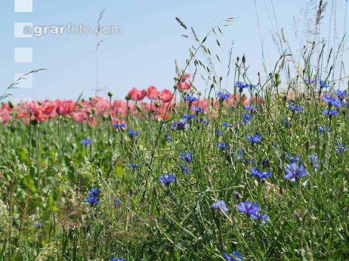 Waldviertel Graumohn 27