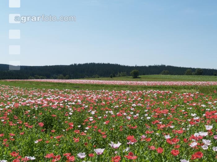 Waldviertel Graumohn 24