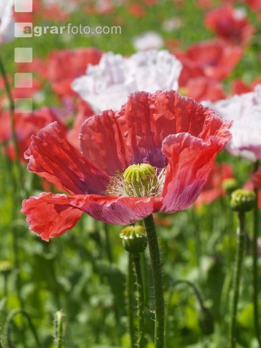 Waldviertel Graumohn 16