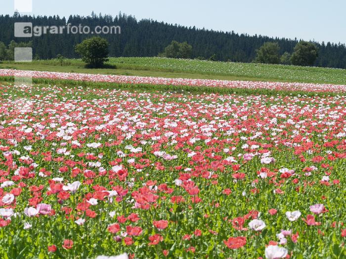 Waldviertel Graumohn 15