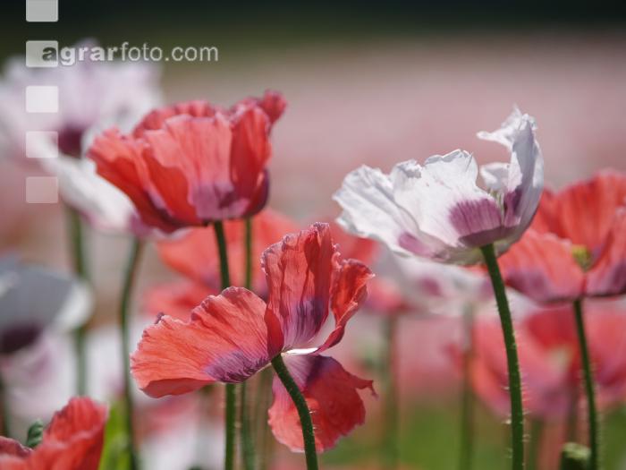 Waldviertel Graumohn 10