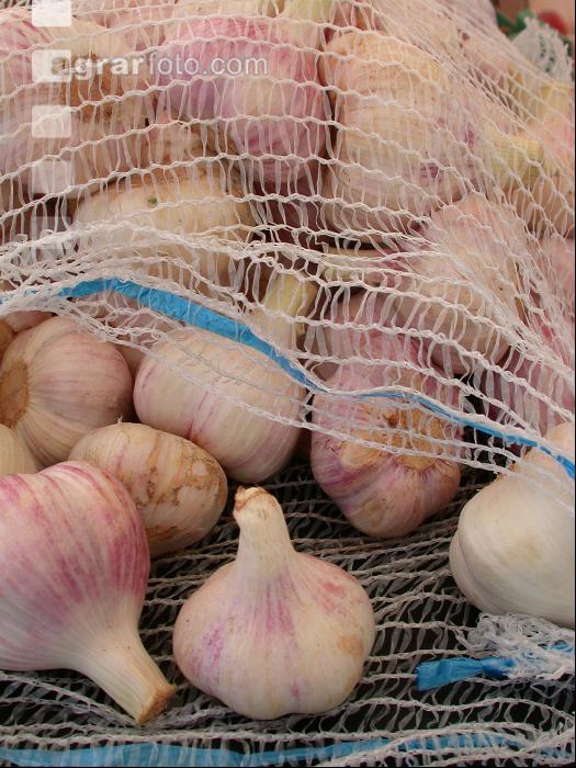 Knoblauch 3