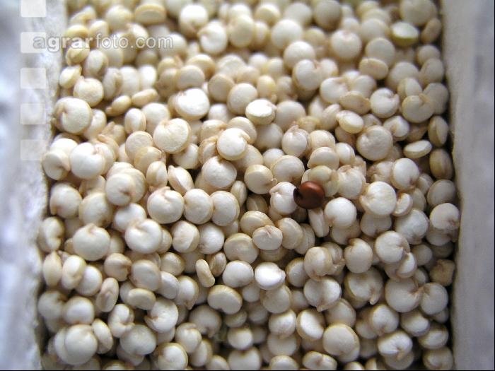 Quinoa 1