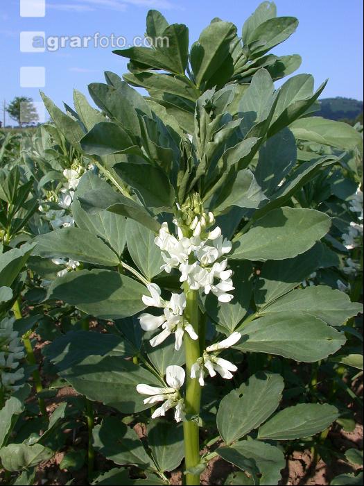 Ackerbohne Blüte 2