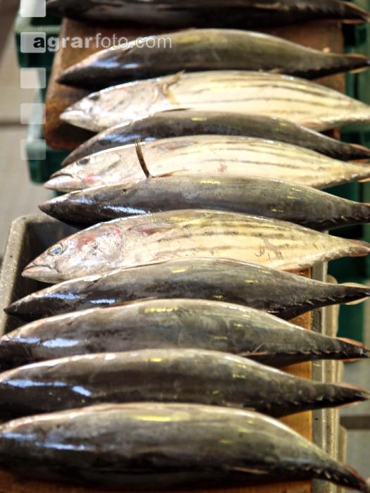 Thunfisch 2
