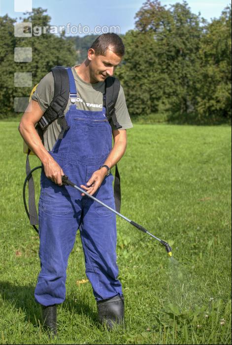 Ampfer spritzen 1