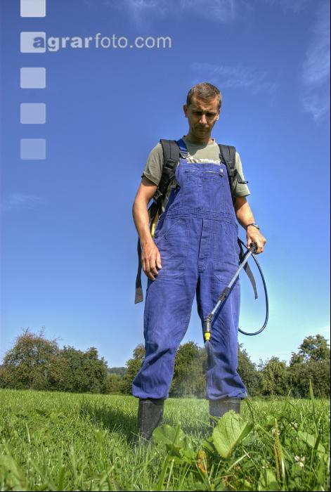 Ampfer spritzen 3
