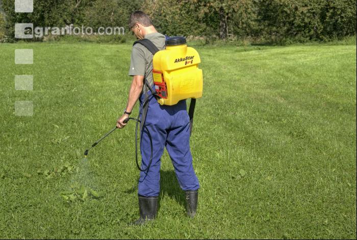 Ampfer spritzen 4