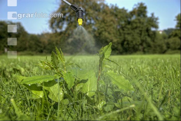 Ampfer spritzen 6