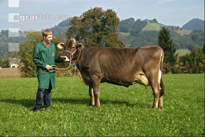 Braunvieh Weide 6