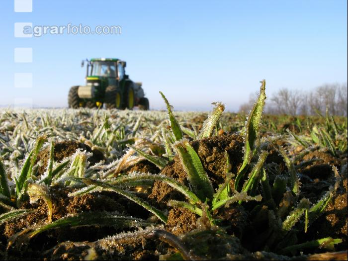 Gerste Gülle Frost 2