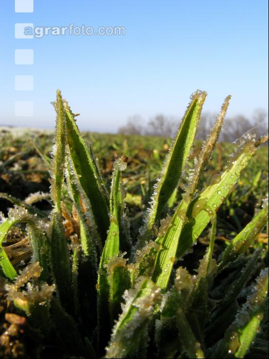 Gerste Gülle Frost 1