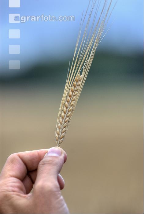 Gerste Ernte Bauer 6