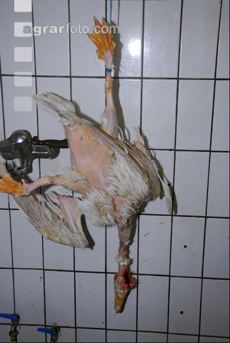 Gänse schlachten 8