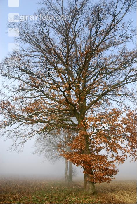 Baum Herbst 5