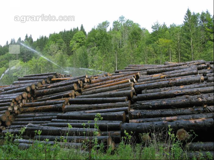Holz Nasslager 2