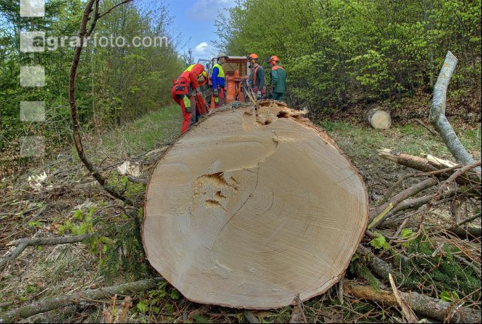 Holzbringung 17
