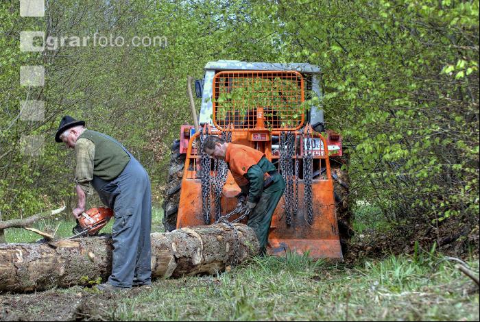 Holzbringung 6