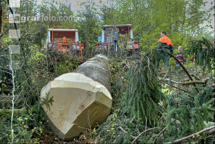 Holzbringung 9