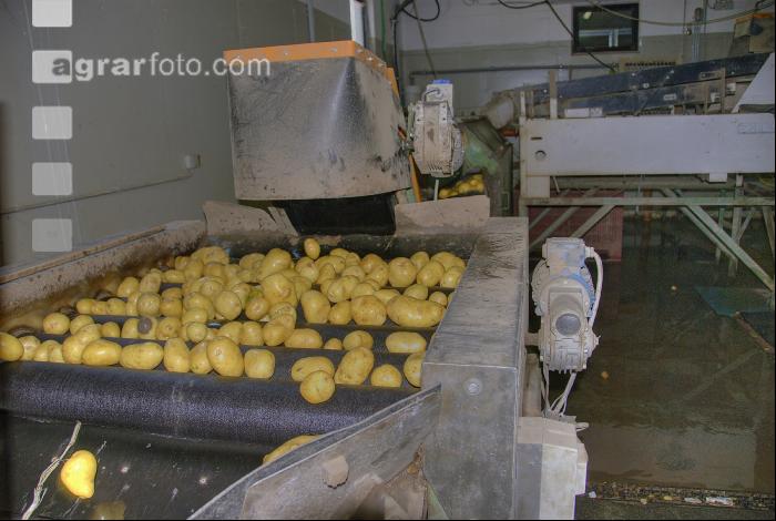Kartoffel sortieren 10