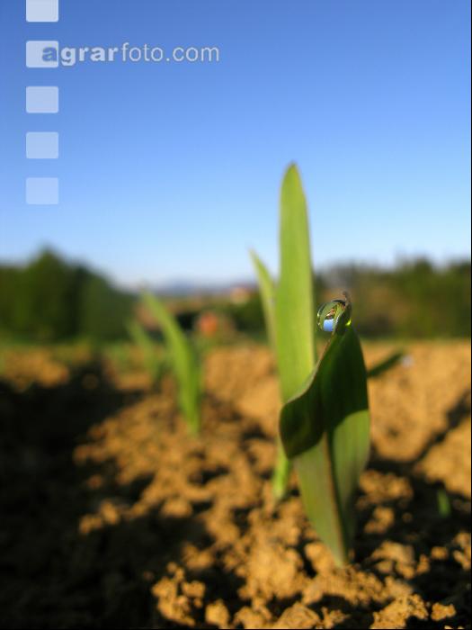 Mais 2 Blatt 10