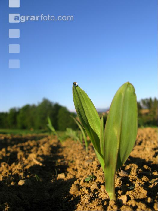 Mais 2 Blatt 9