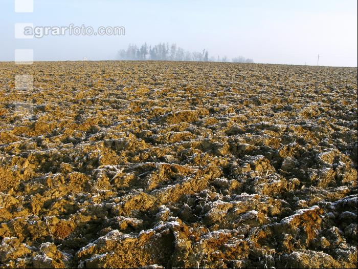 Schwarzbrache Frost 1