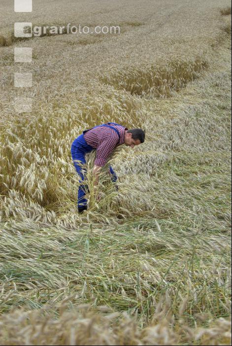 Triticale Lagerfrucht 2