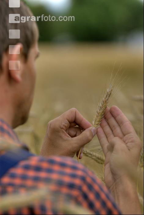 Triticale teigreif 2
