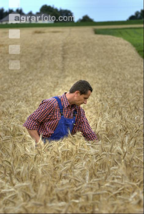 Triticale teigreif 3