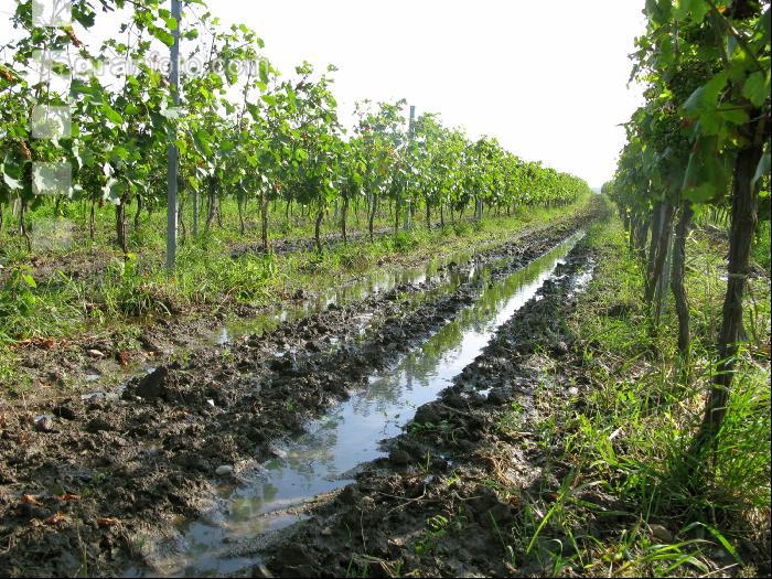 Wein Hochwasser 8