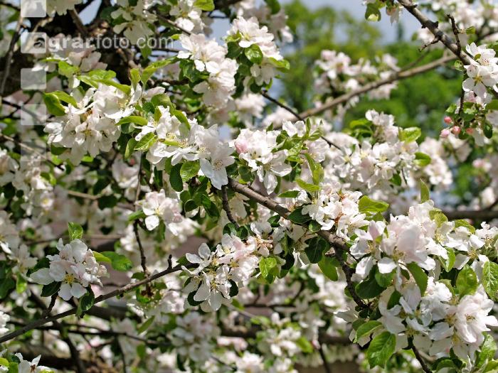Apfel Blüte 5