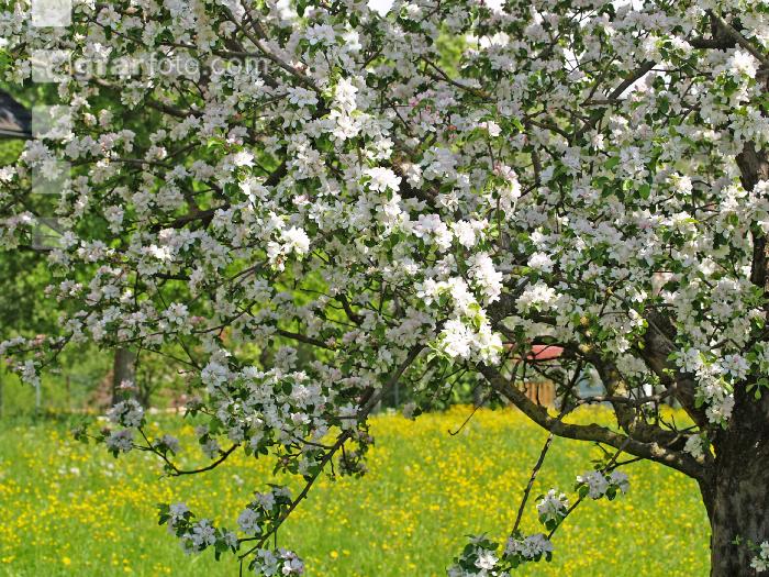 Apfel Blüte 3