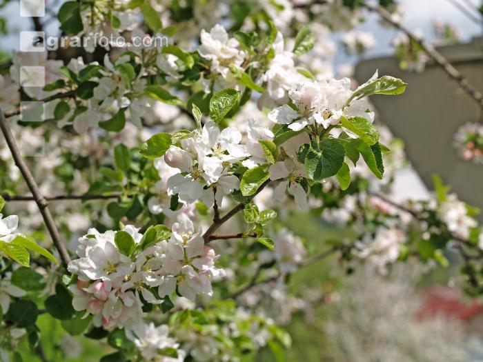 Apfel Blüte 2