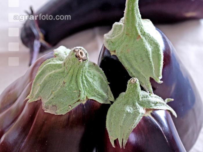 Aubergine 12