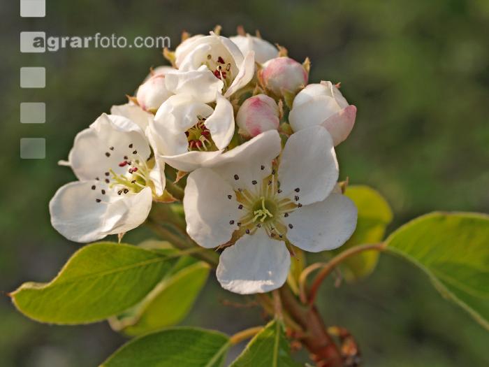 Birne Blüte 18